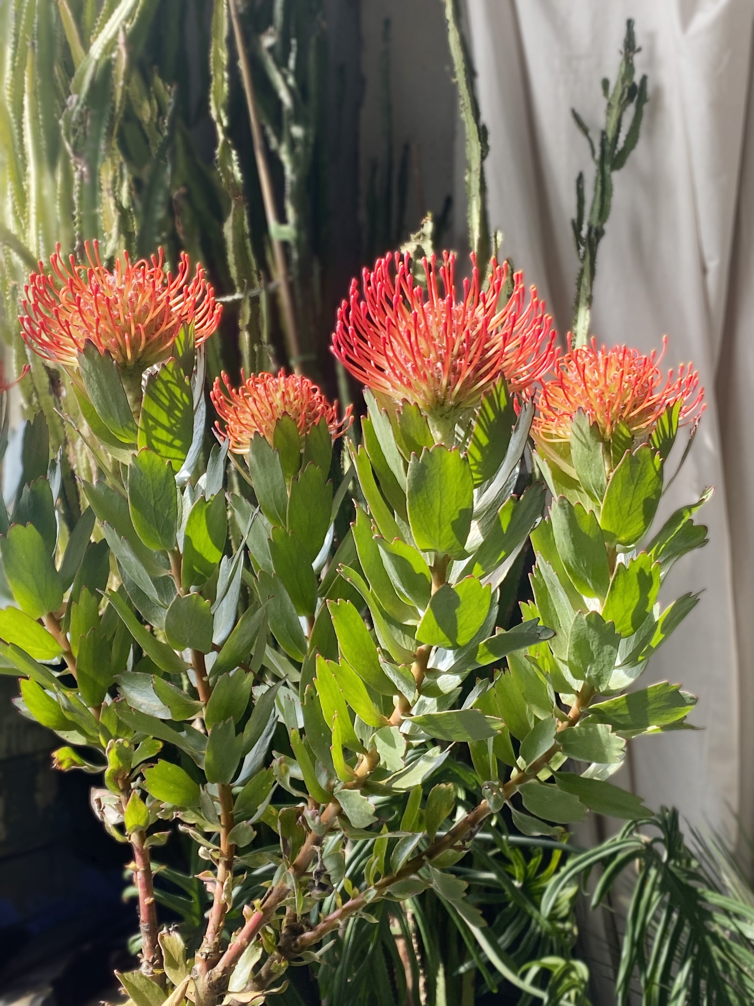 Leucospermum Ayoba red