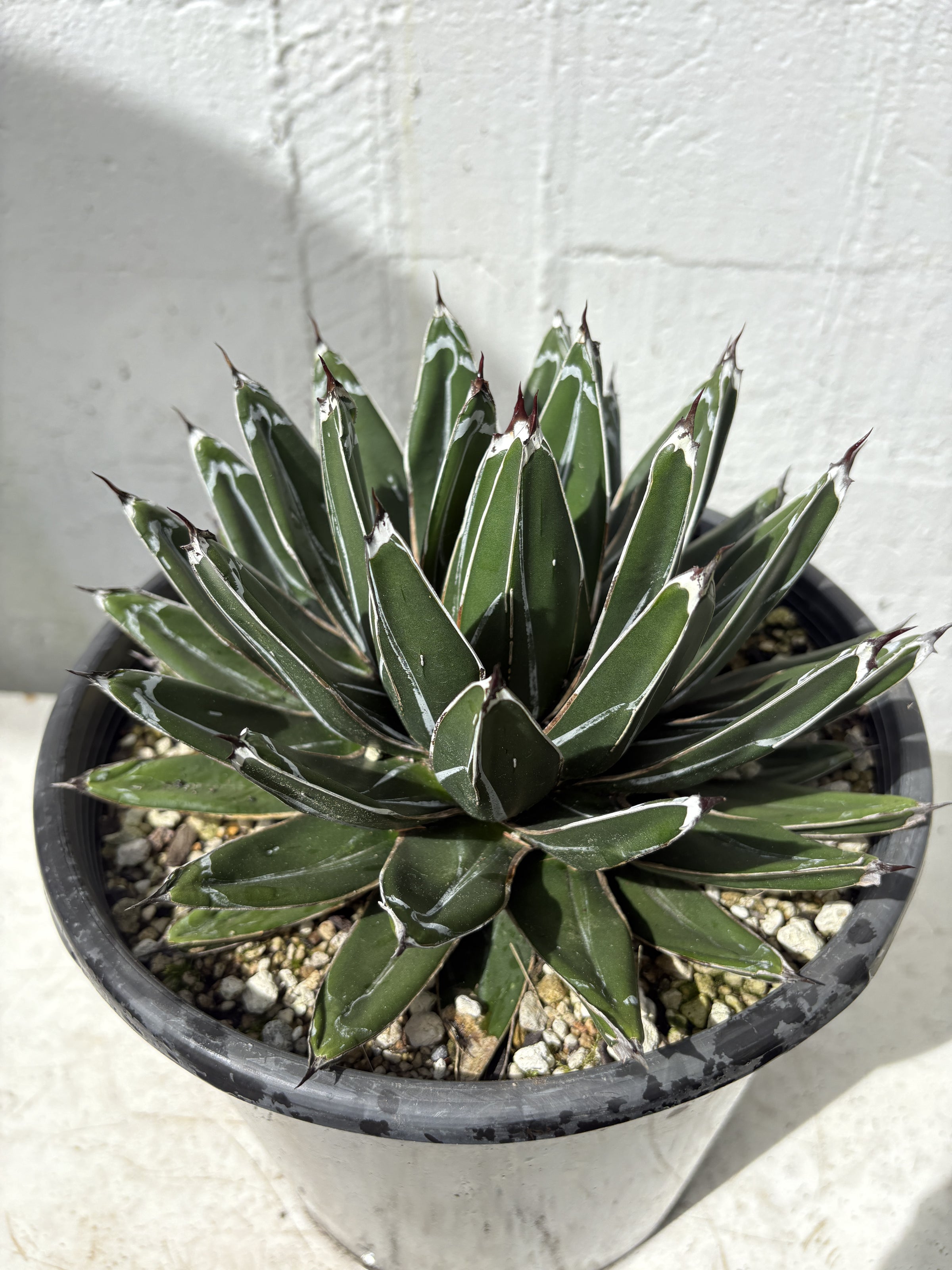 Agave Victoria reginae - Queen Victoria agave