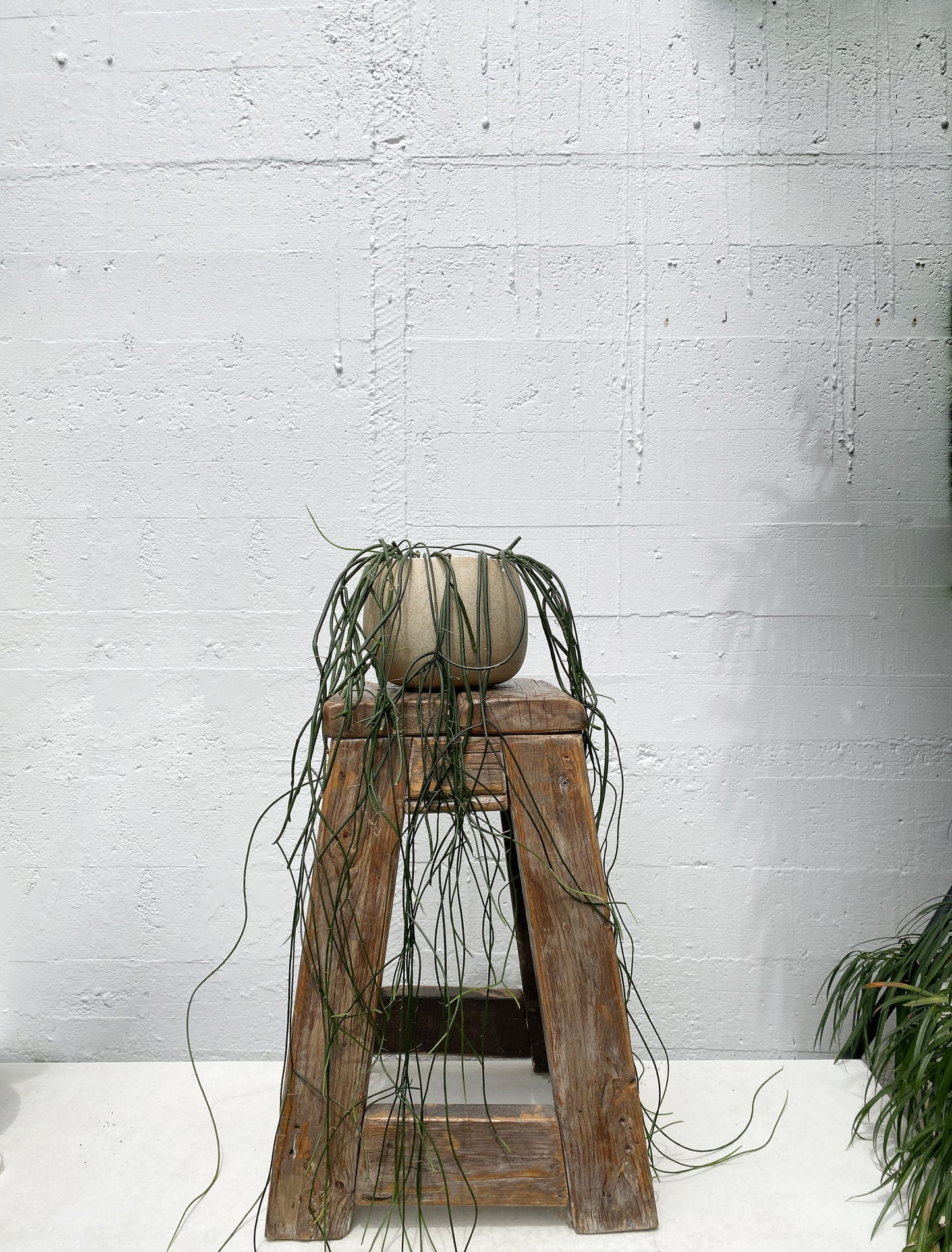 Rhipsalis baccifera