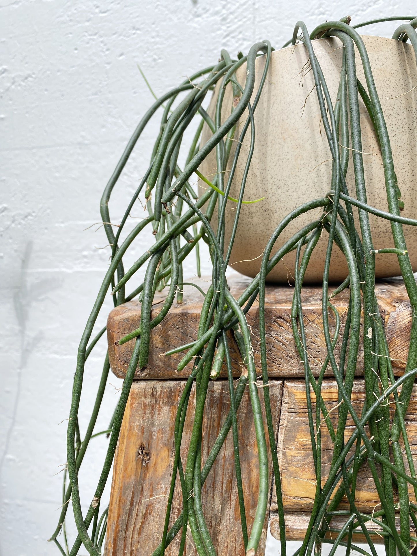 Rhipsalis baccifera