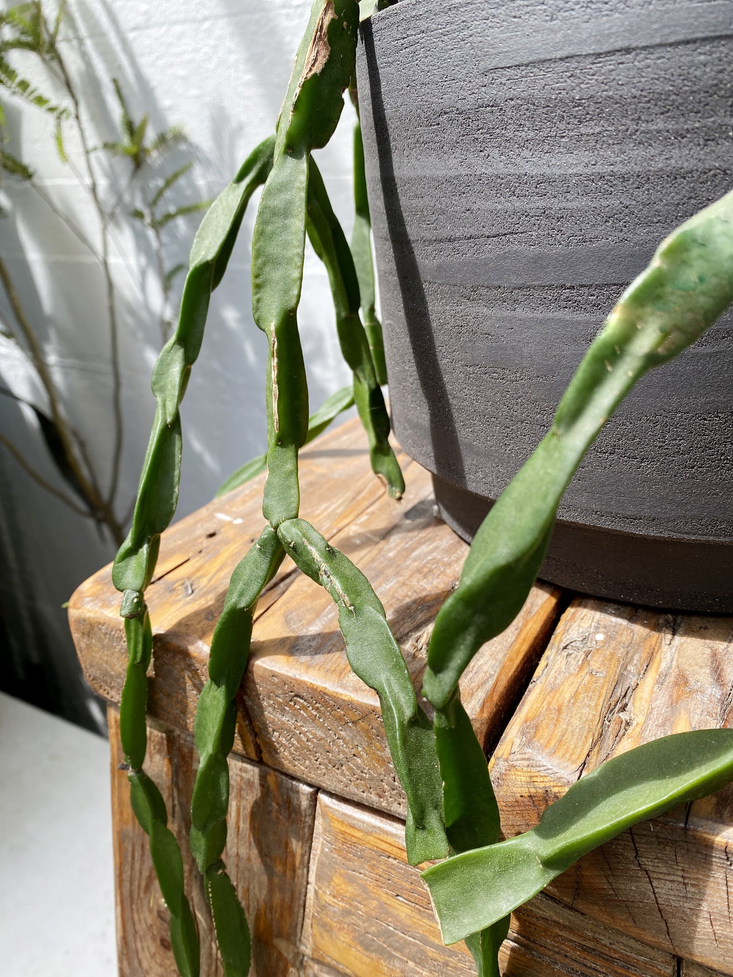 Rhipsalis paradoxa