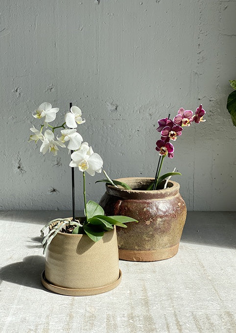 Phalaenopsis Orchid - Moth orchid Mini