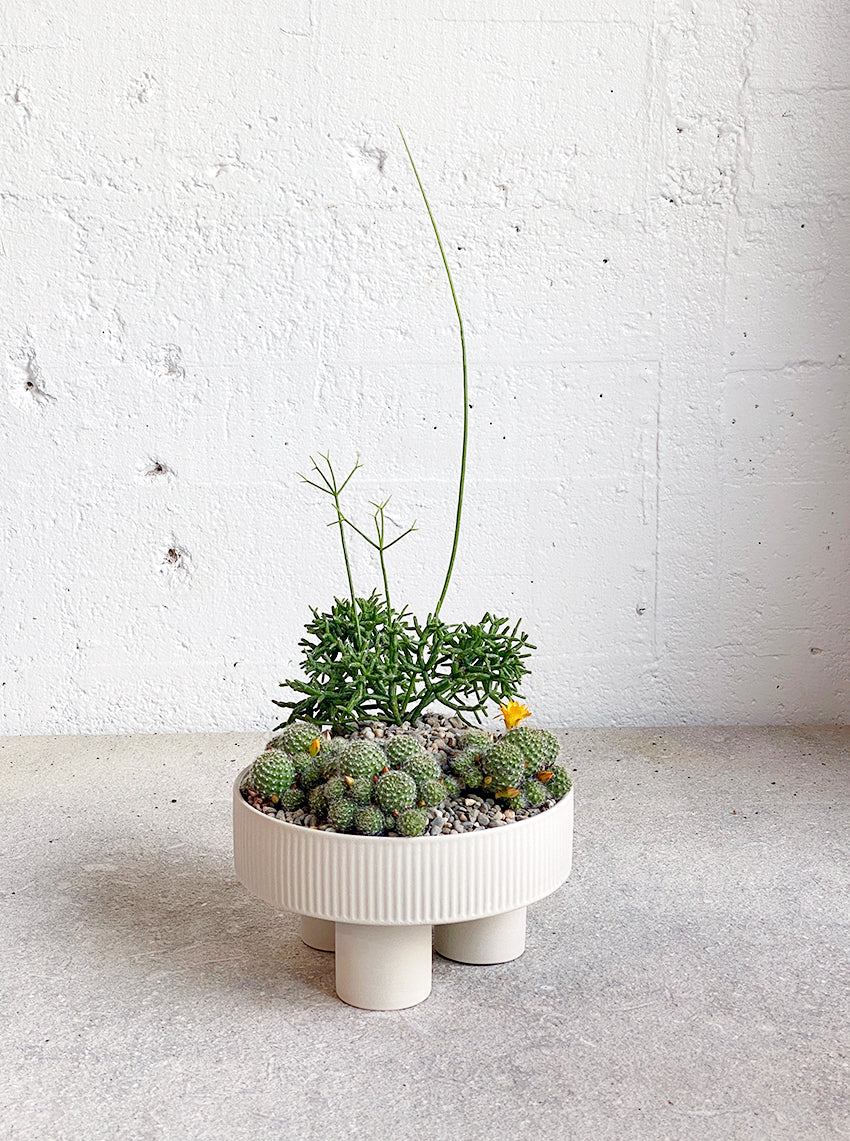 succulent pots nz Succulent Bowl Workshop – Babylon Store