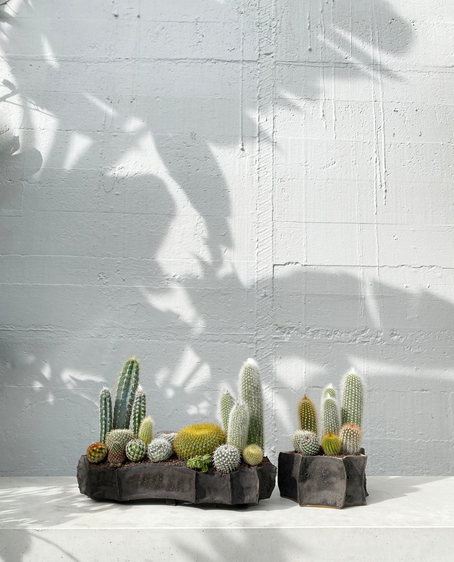 Black pod cacti SET