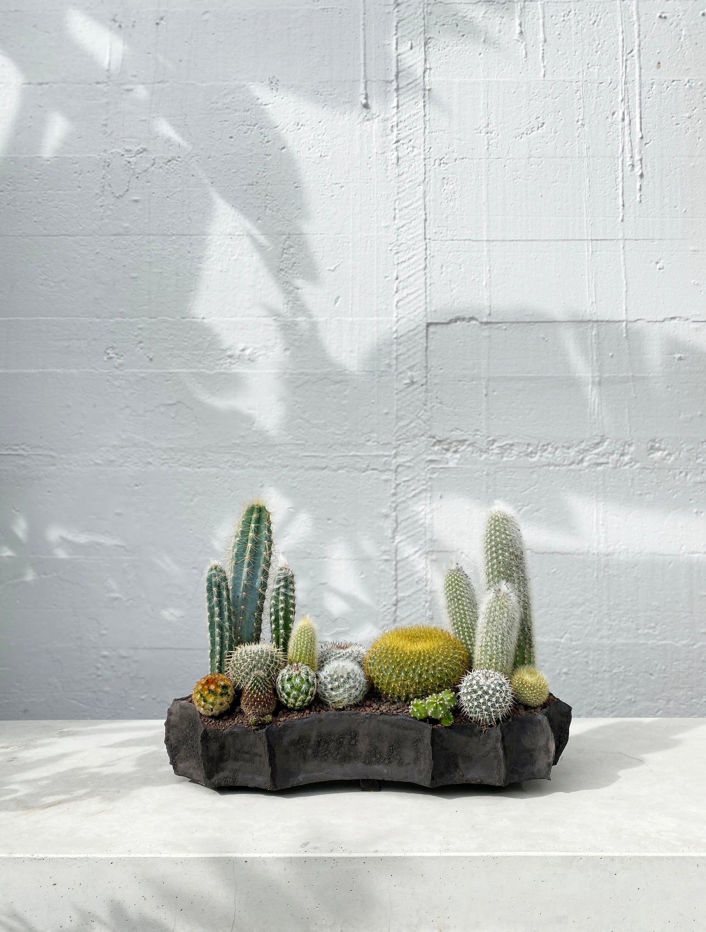 Black pod cacti SET