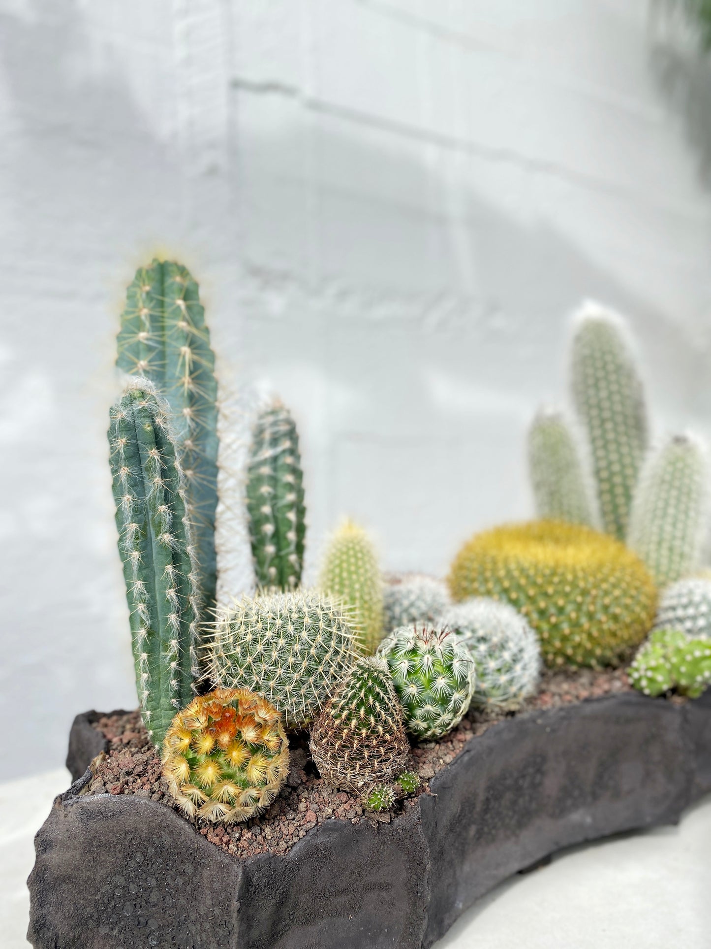 Black pod cacti SET
