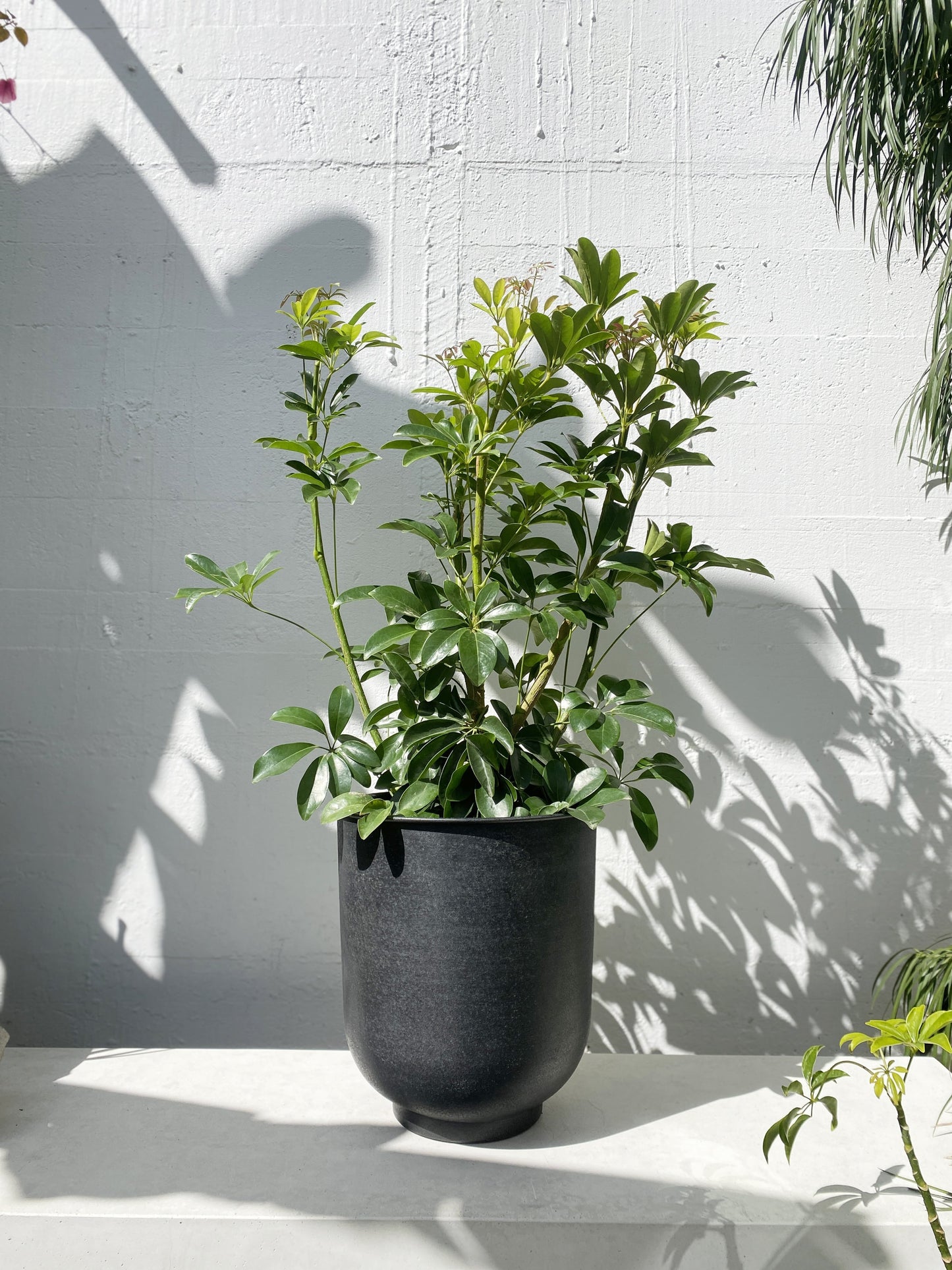 Schefflera Arboricolor