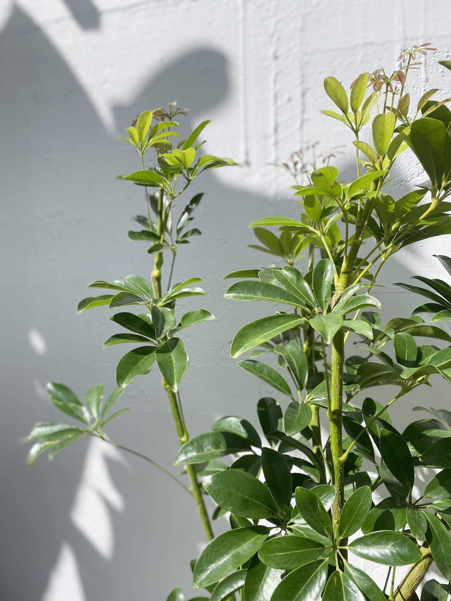 Schefflera Arboricolor