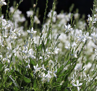 Gaura Lillipop