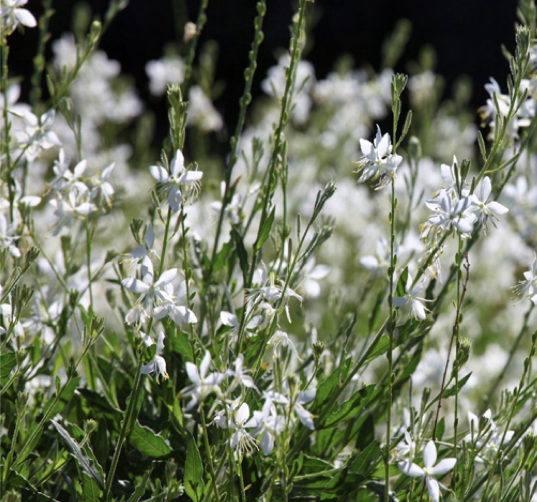 Gaura Lillipop