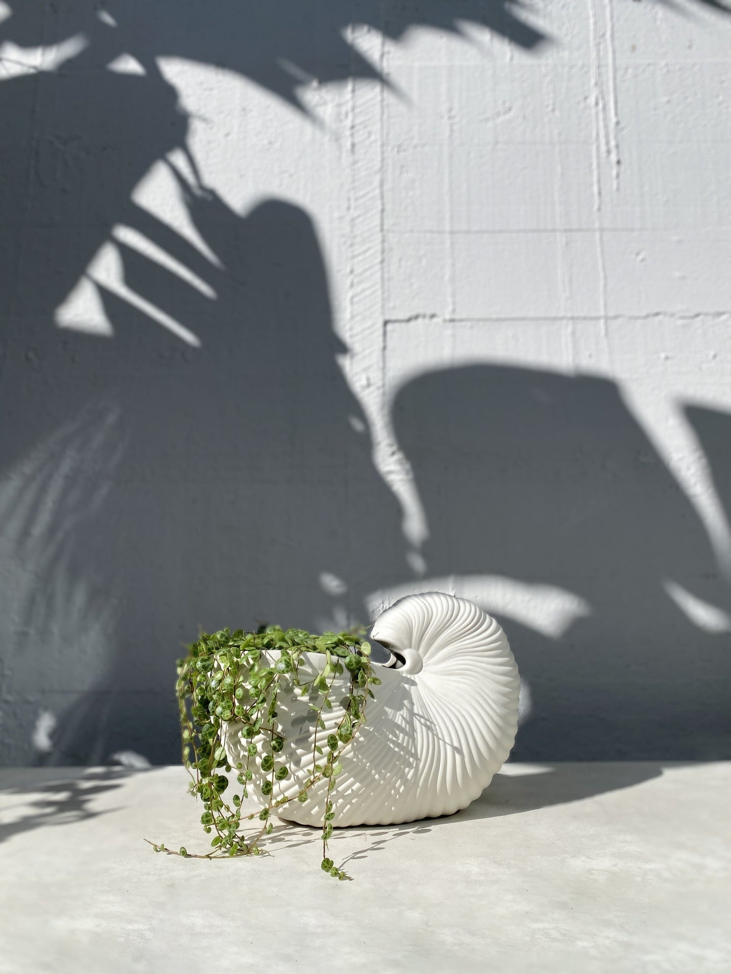 Shell pot