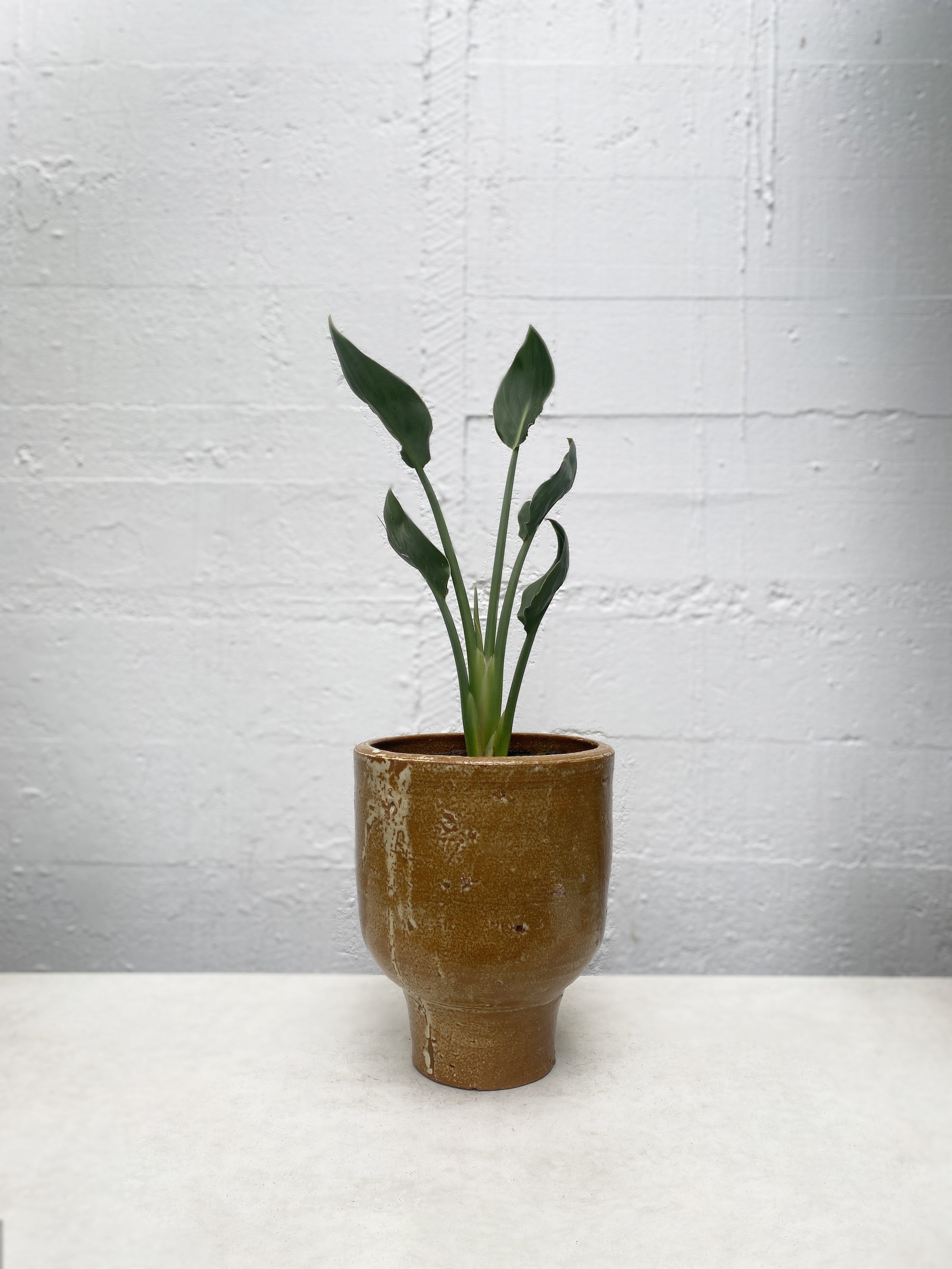 Strelitzia reginae parvifolia