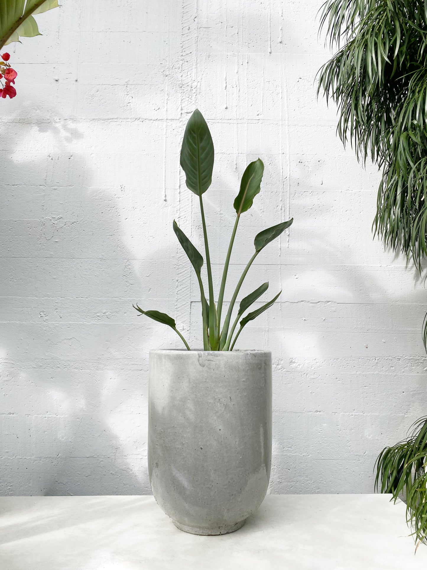 Strelitzia Reginae