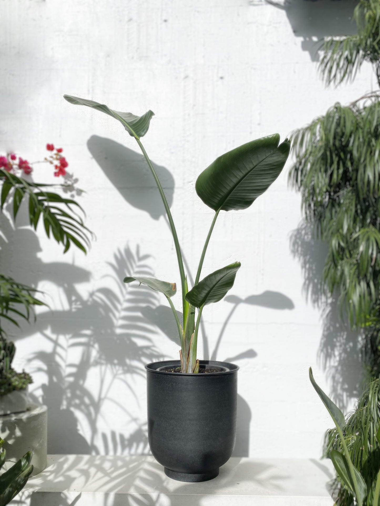 Big Bird: Strelitzia nicolai