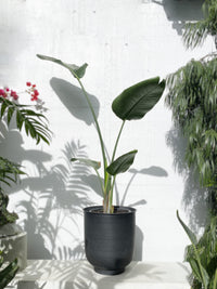 Strelitzia Nicolai Bird of Paradise plant plant in pot