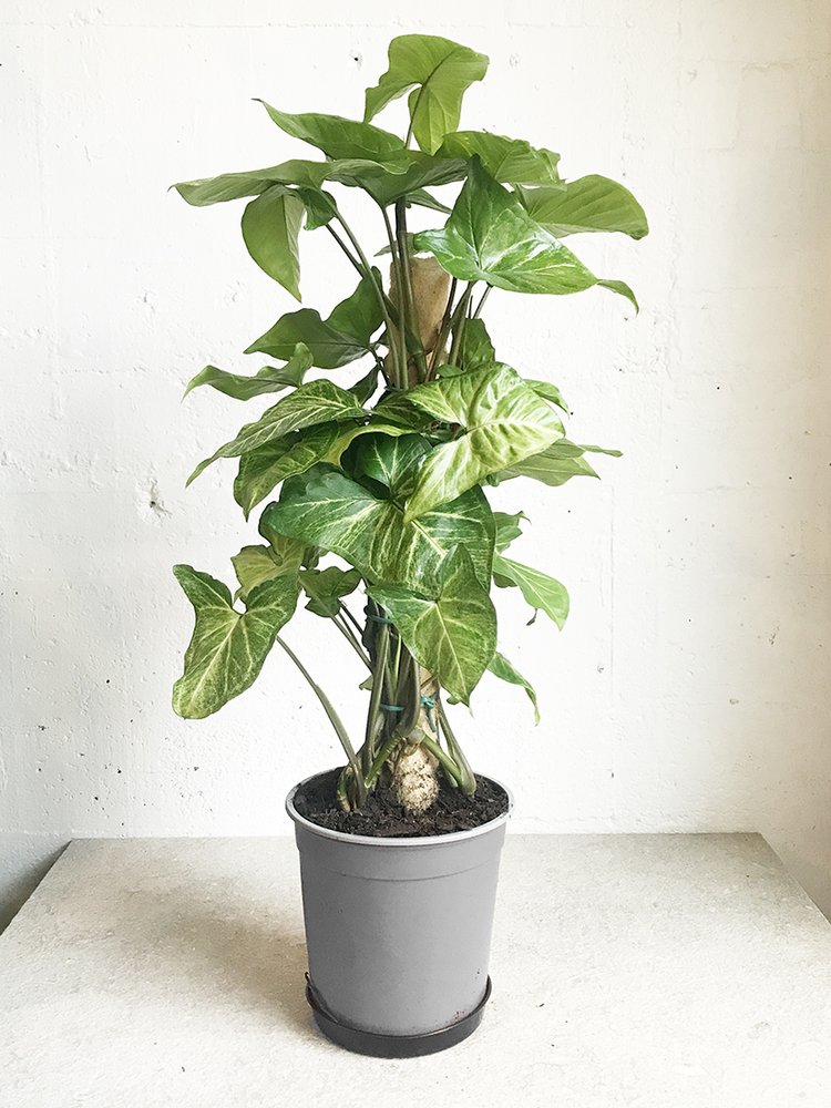 Syngonium on ponga pole