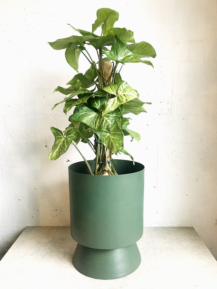 Syngonium on ponga pole