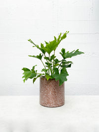 Terrazzo Pot