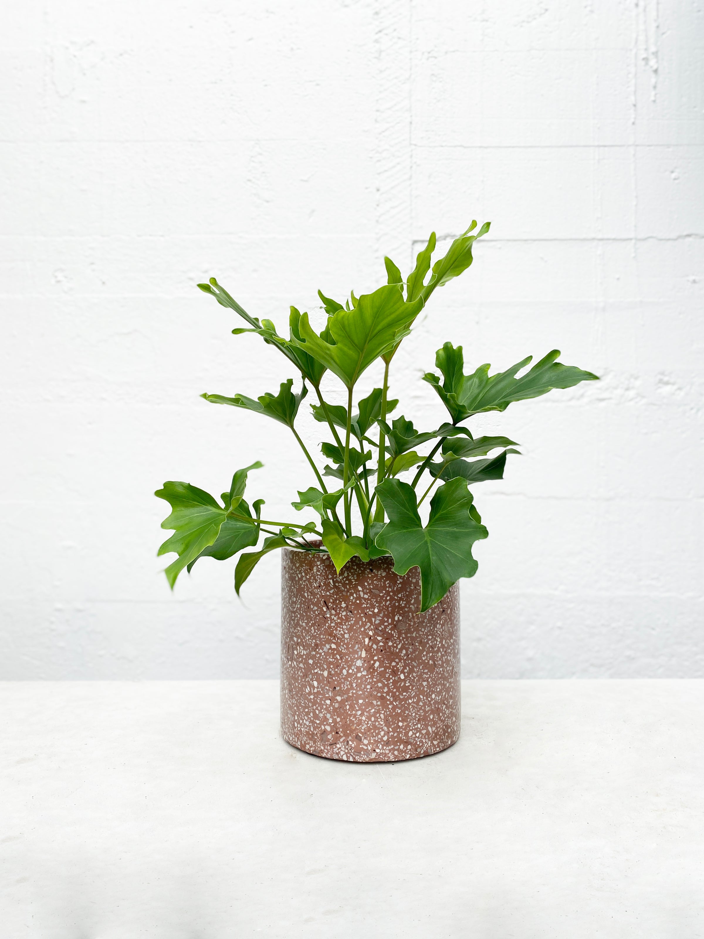 Terrazzo Pot