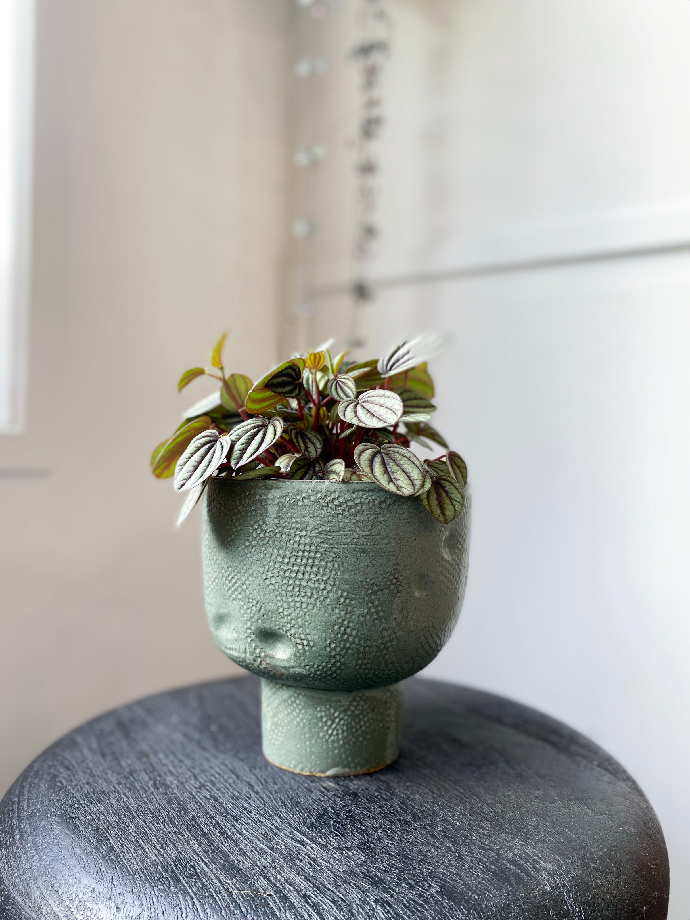 peperomia plant nz