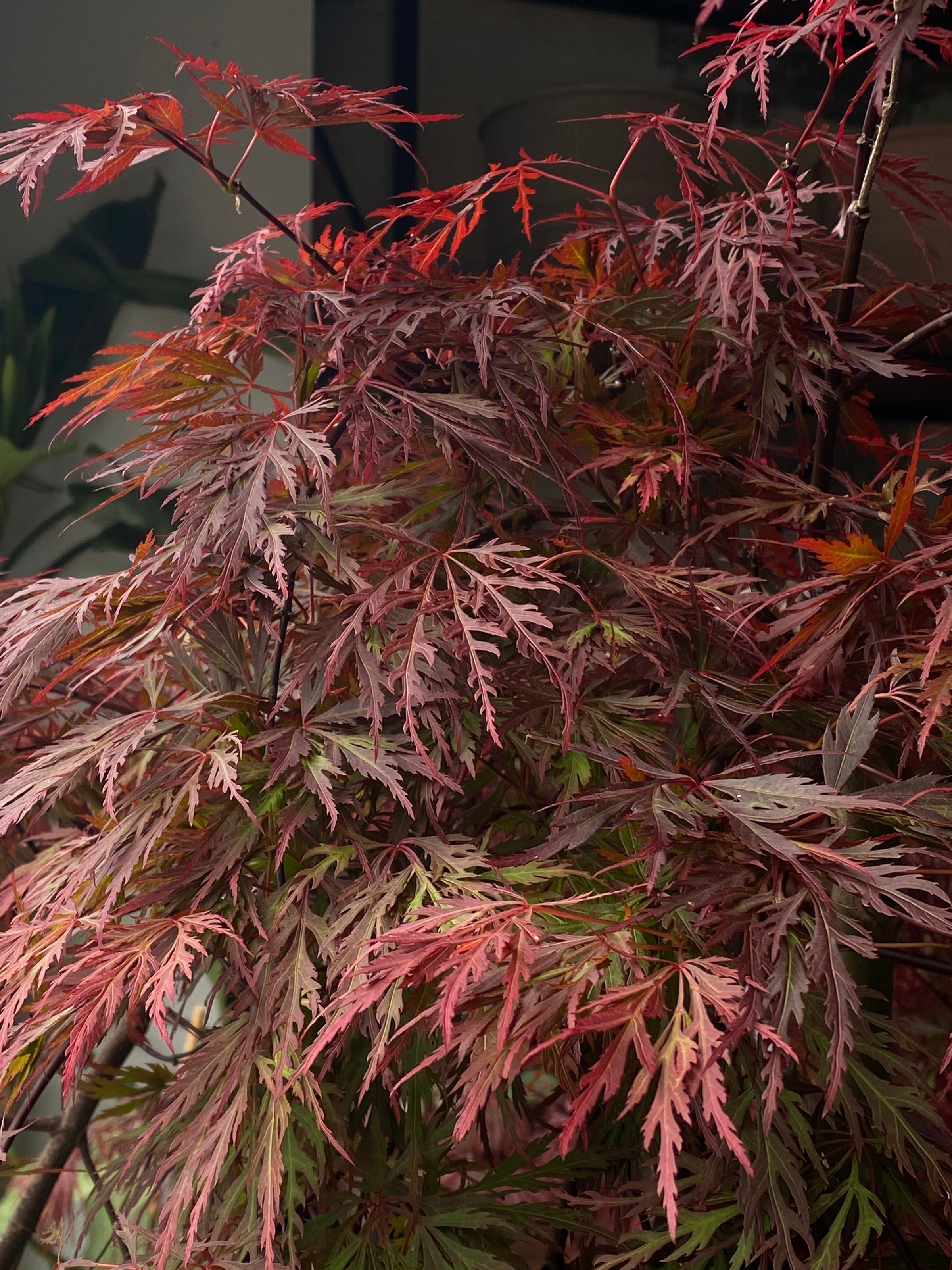 Acer 'Orangeola'