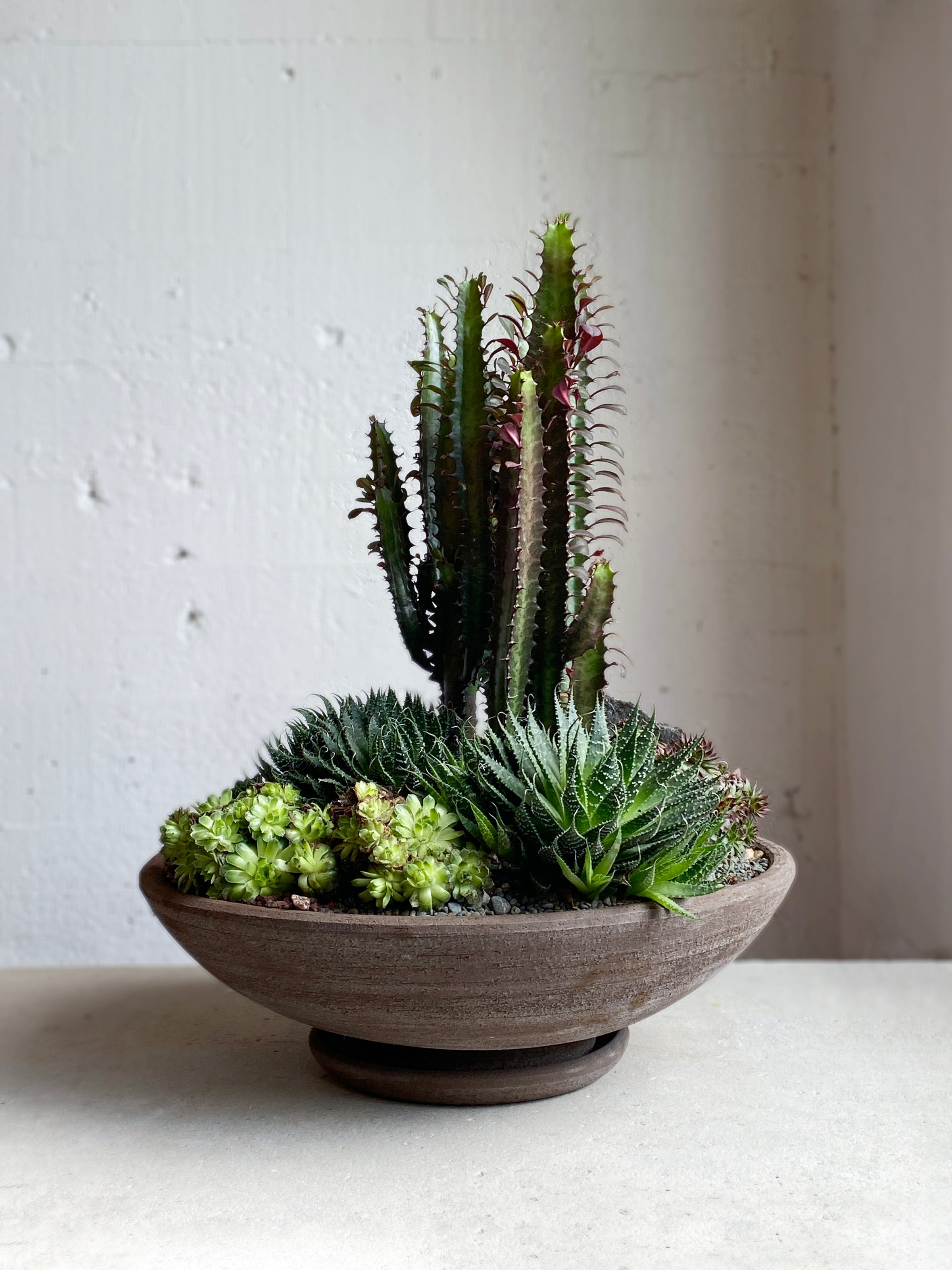 Ada's  Succulent Set