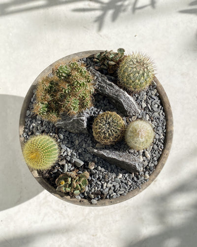 Ancient Cacti Set