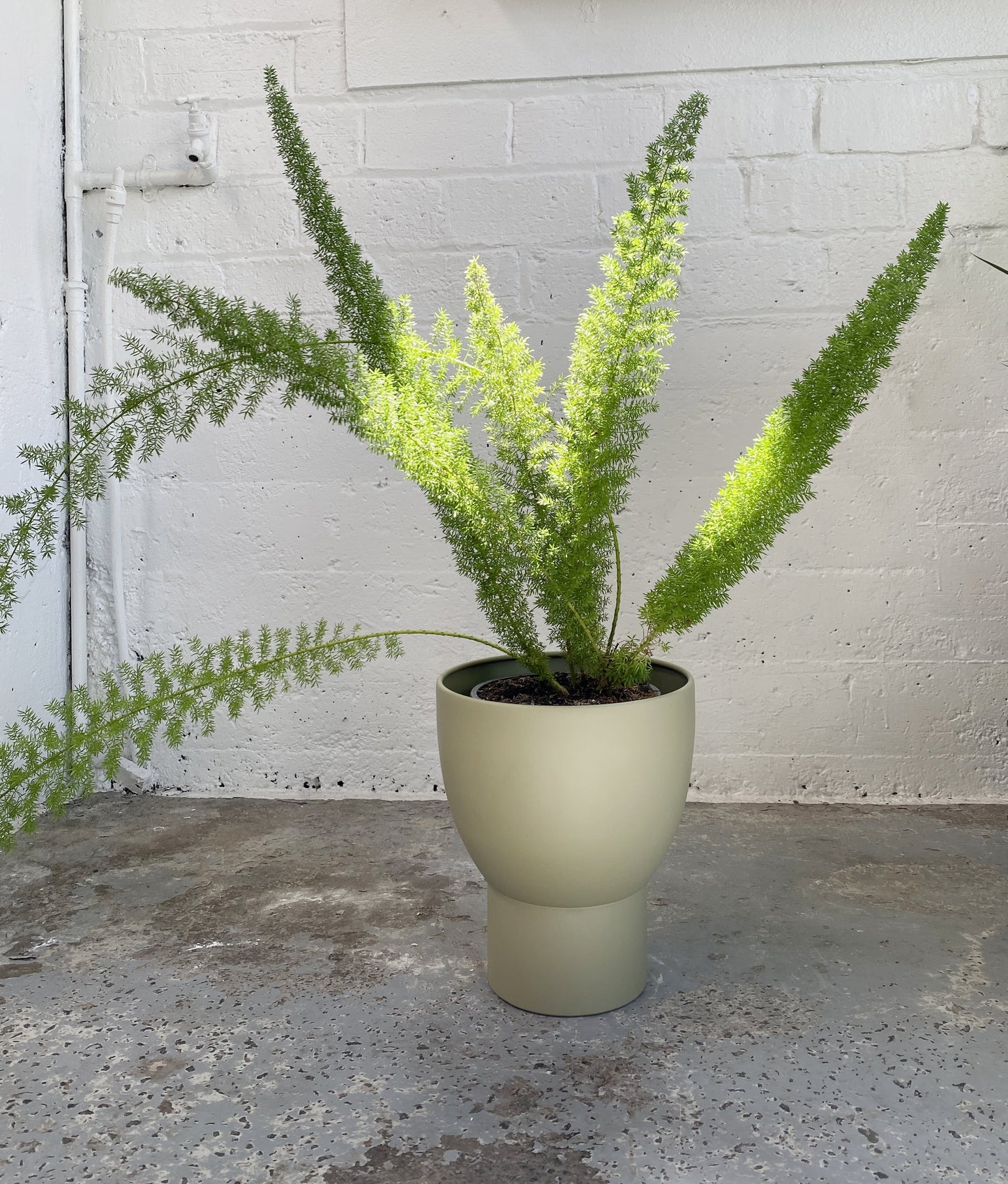 Asparagus meyerii
