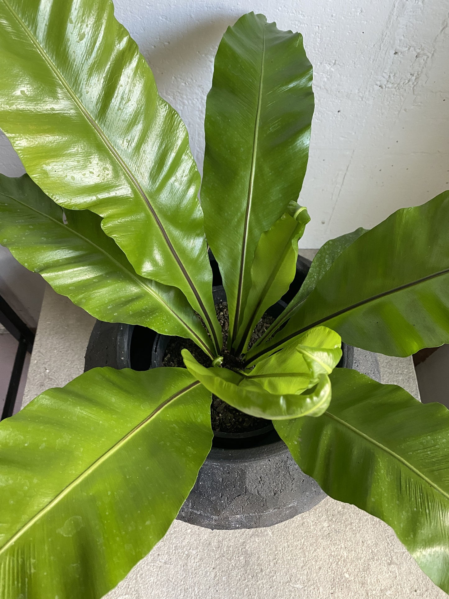 Asplenium nidus (Birdsnest Fern)