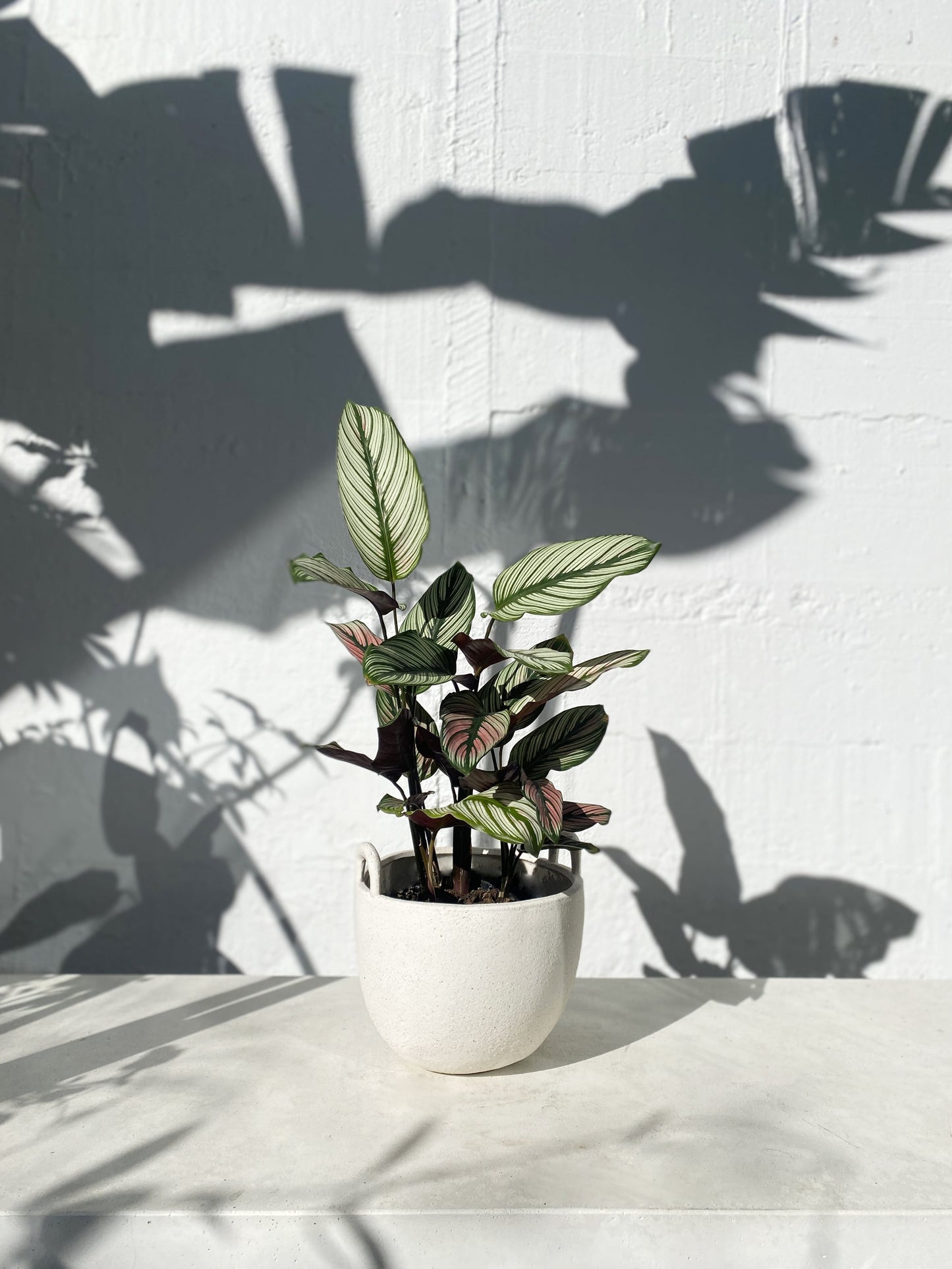 Calathea 'Beautiful Star'