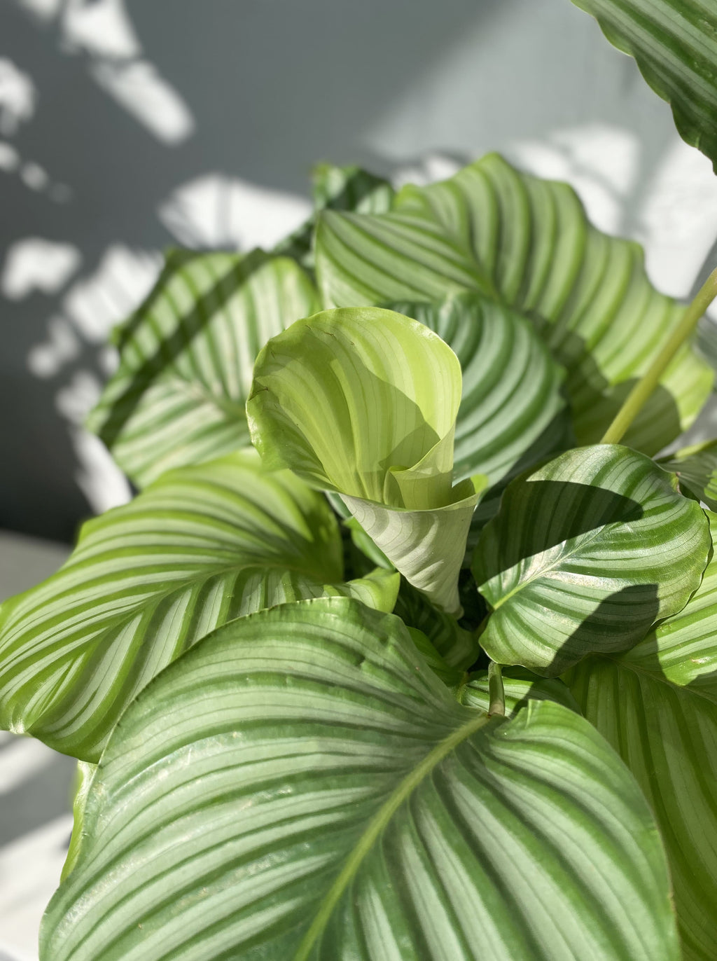 Calathea orbifolia  Babylon Store