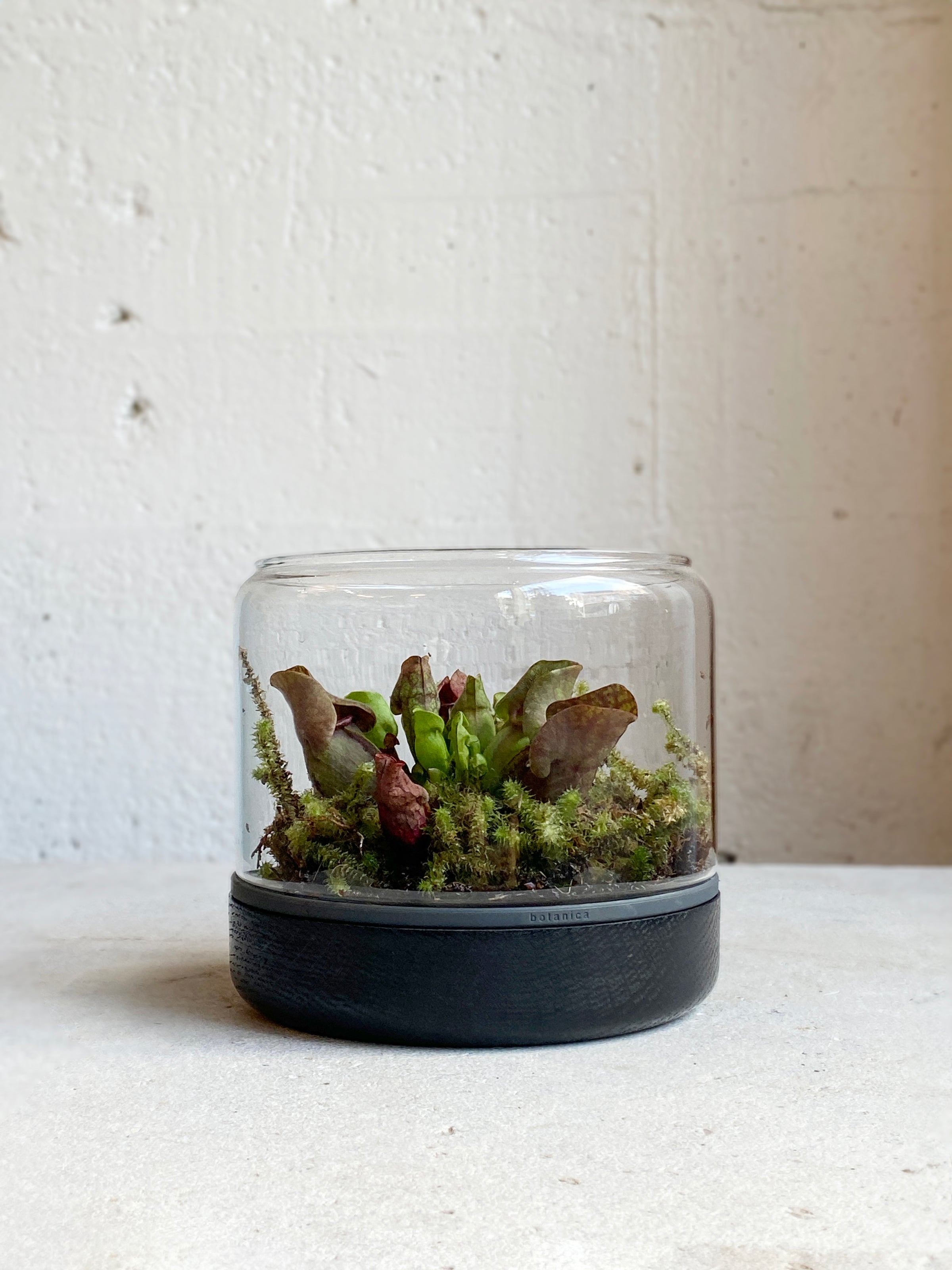 Carnivore Terrarium