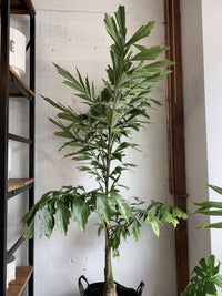 Caryota orchlandra (Fishtail Palm)