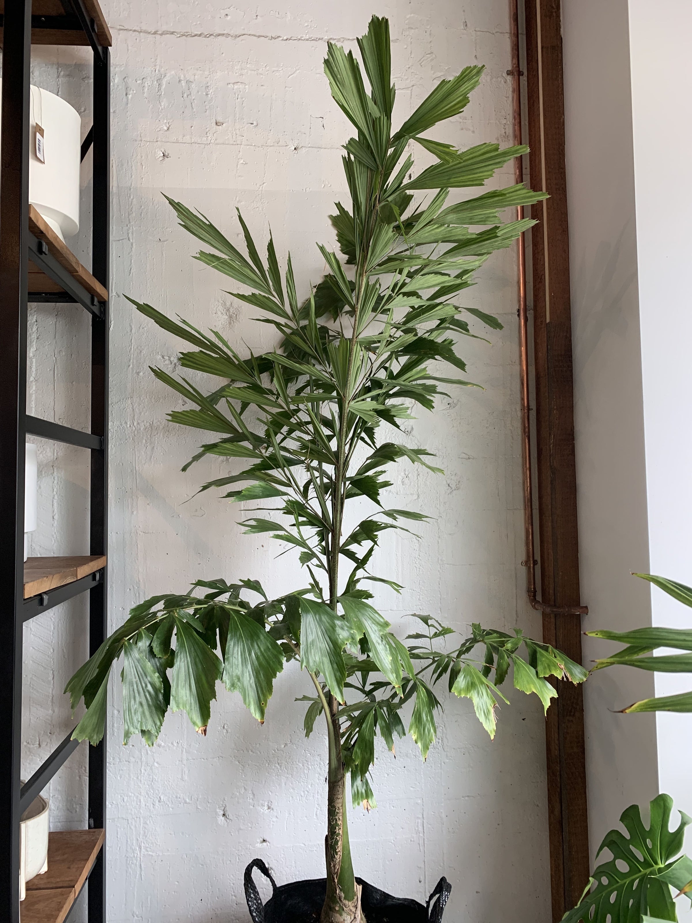 Caryota orchlandra (Fishtail Palm)