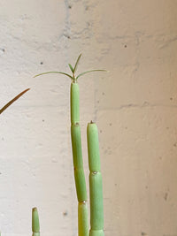 Ceropegia dichotoma