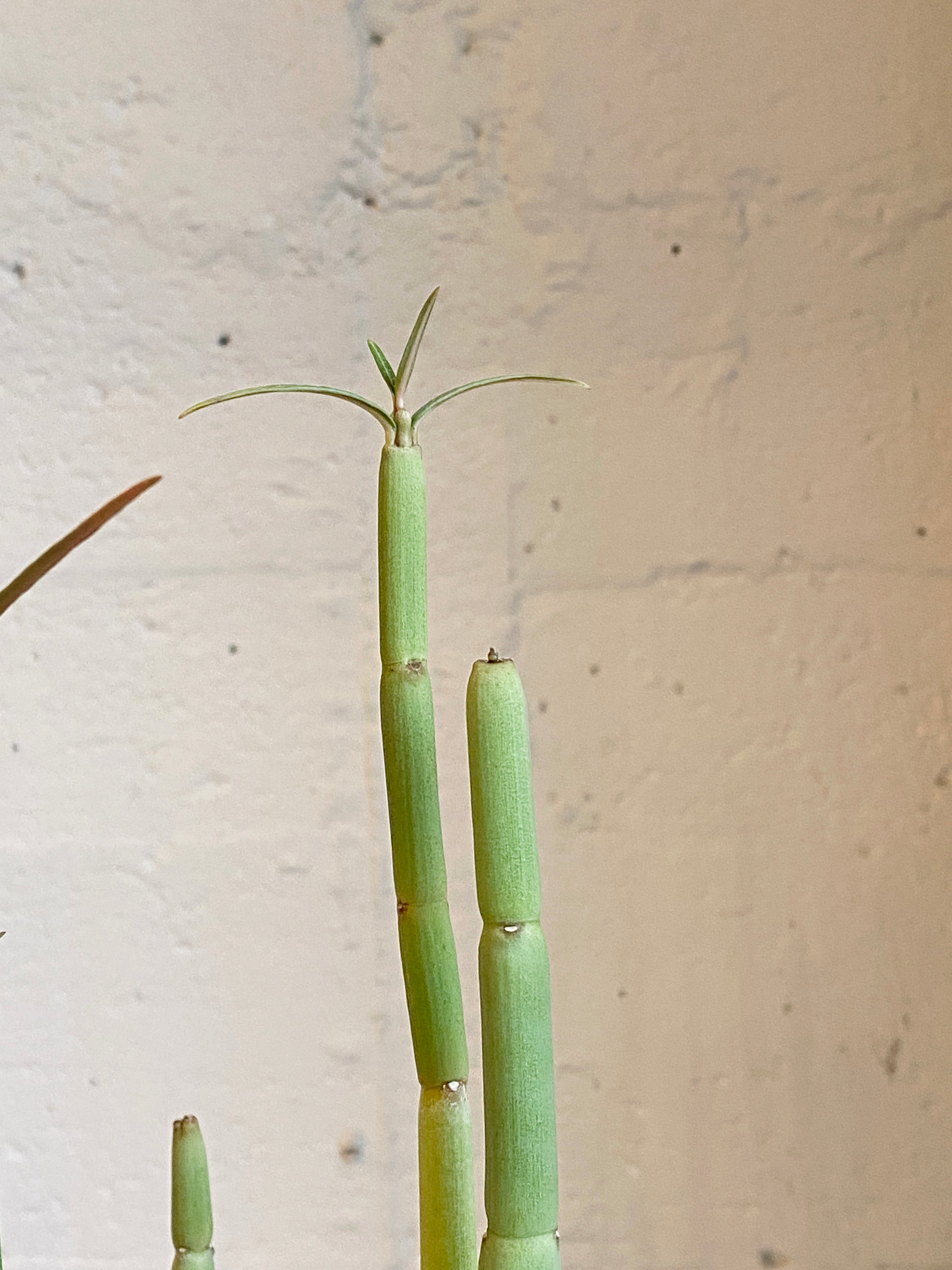Ceropegia dichotoma