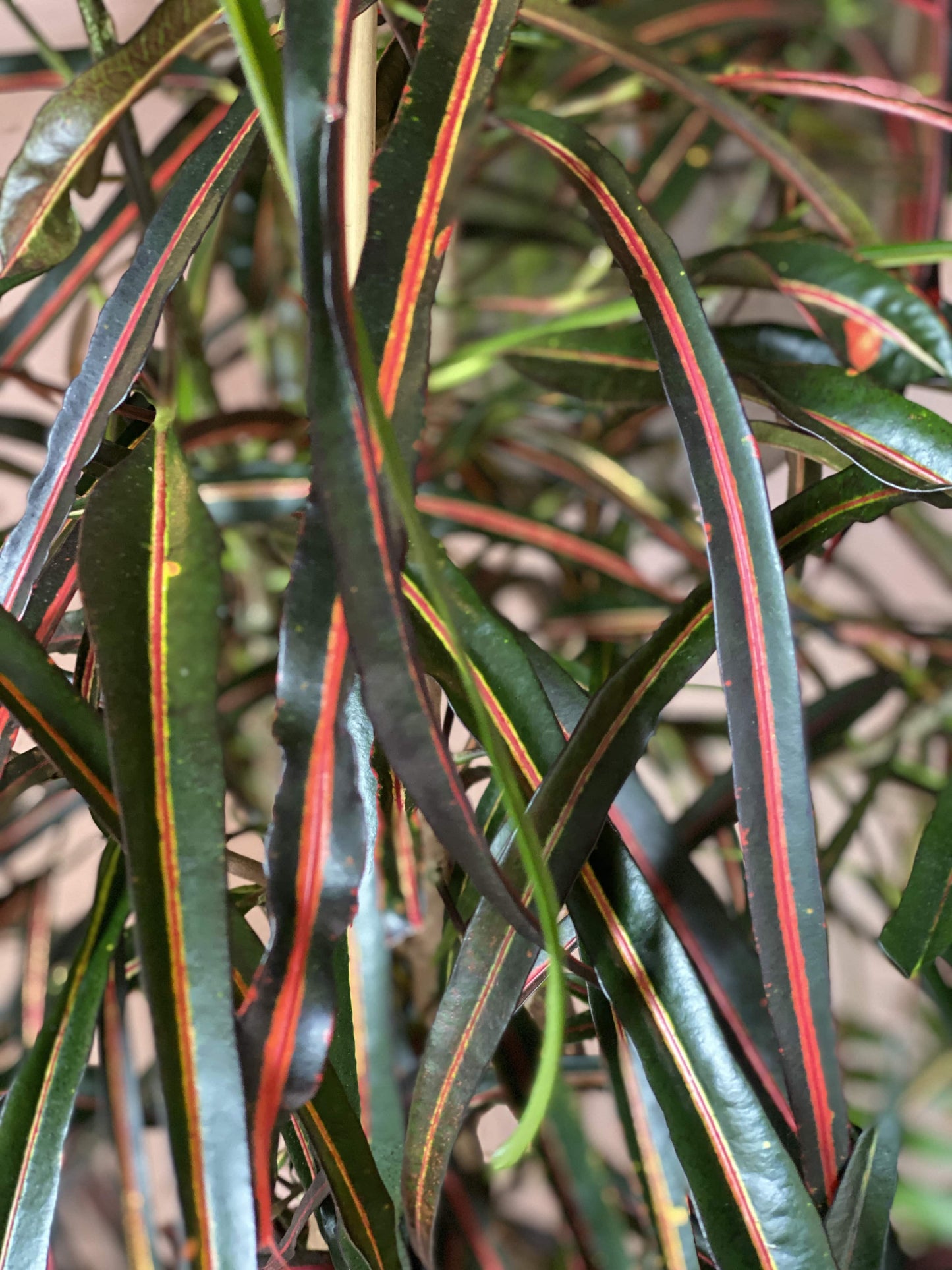 Croton 'lauren's rainbow'