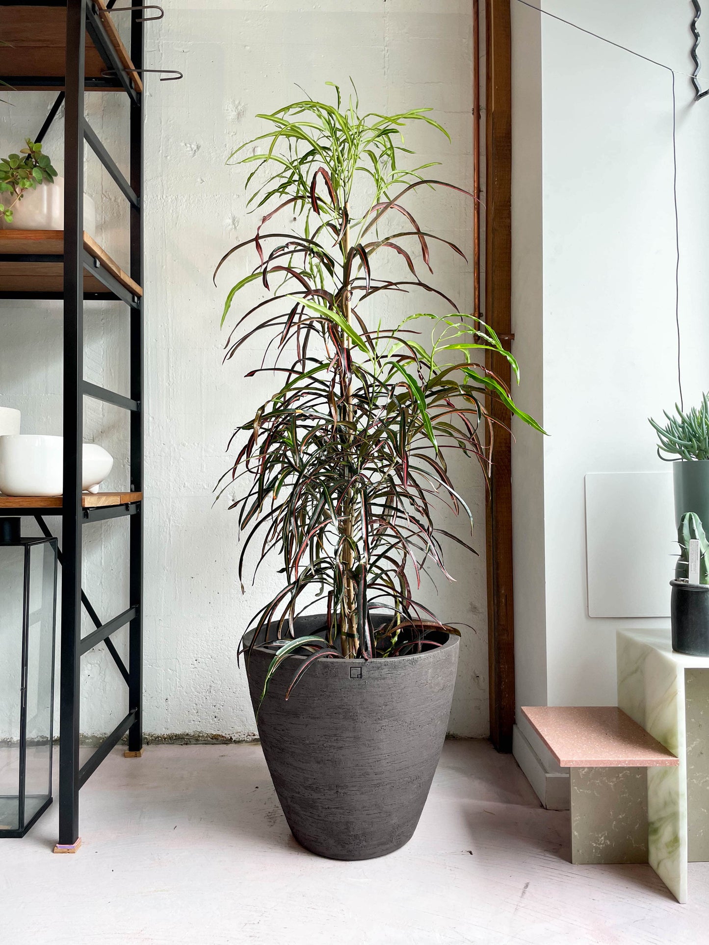 Croton 'lauren's rainbow'
