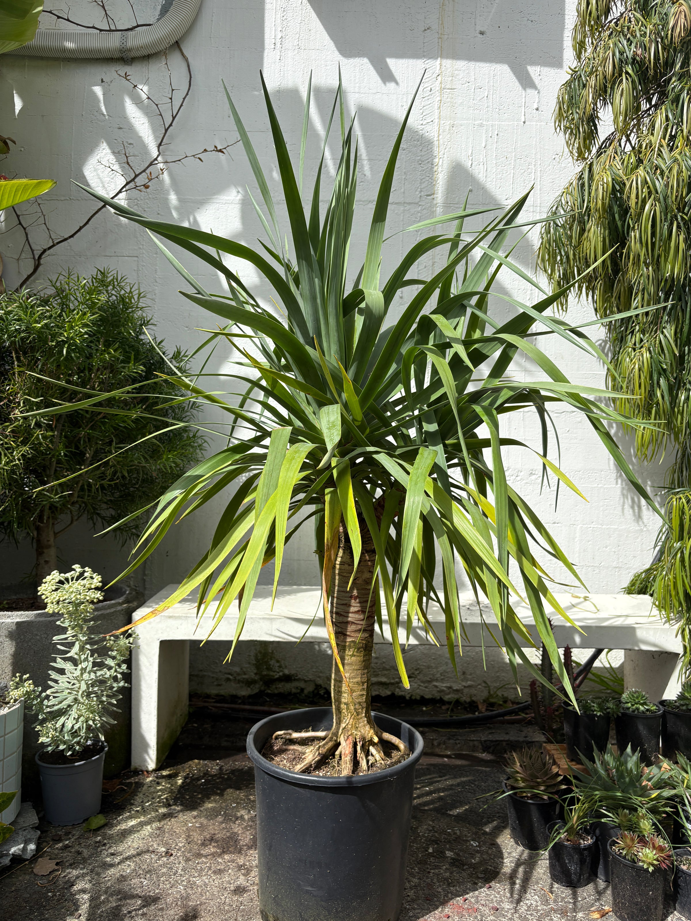 Dracaena 'Draco'