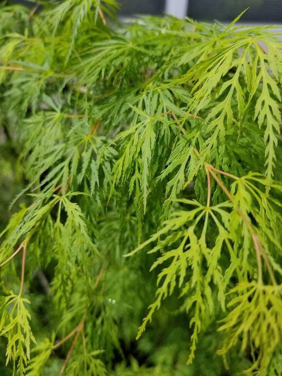 Acer 'Emerald Lace'