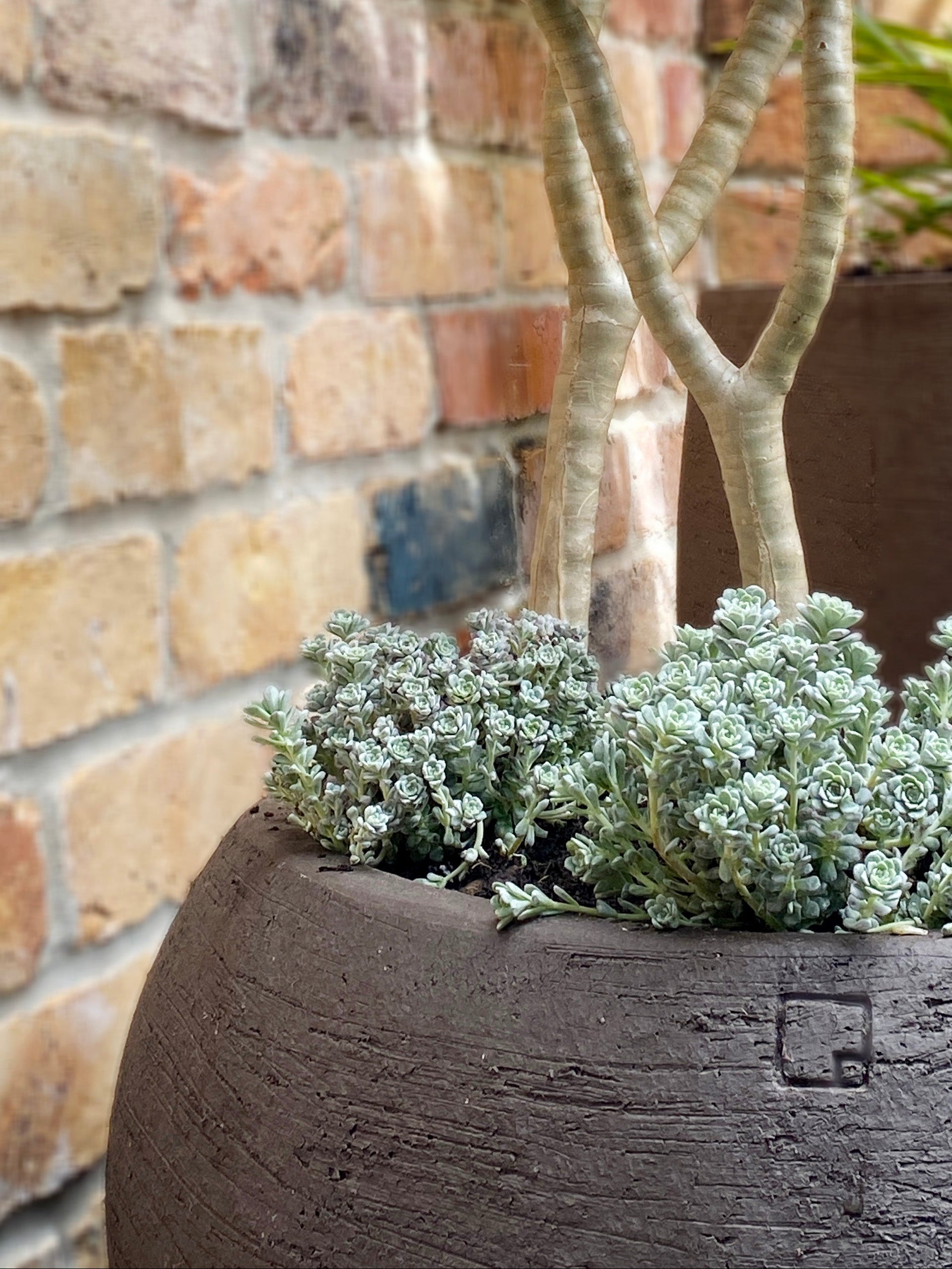 Sedum blob