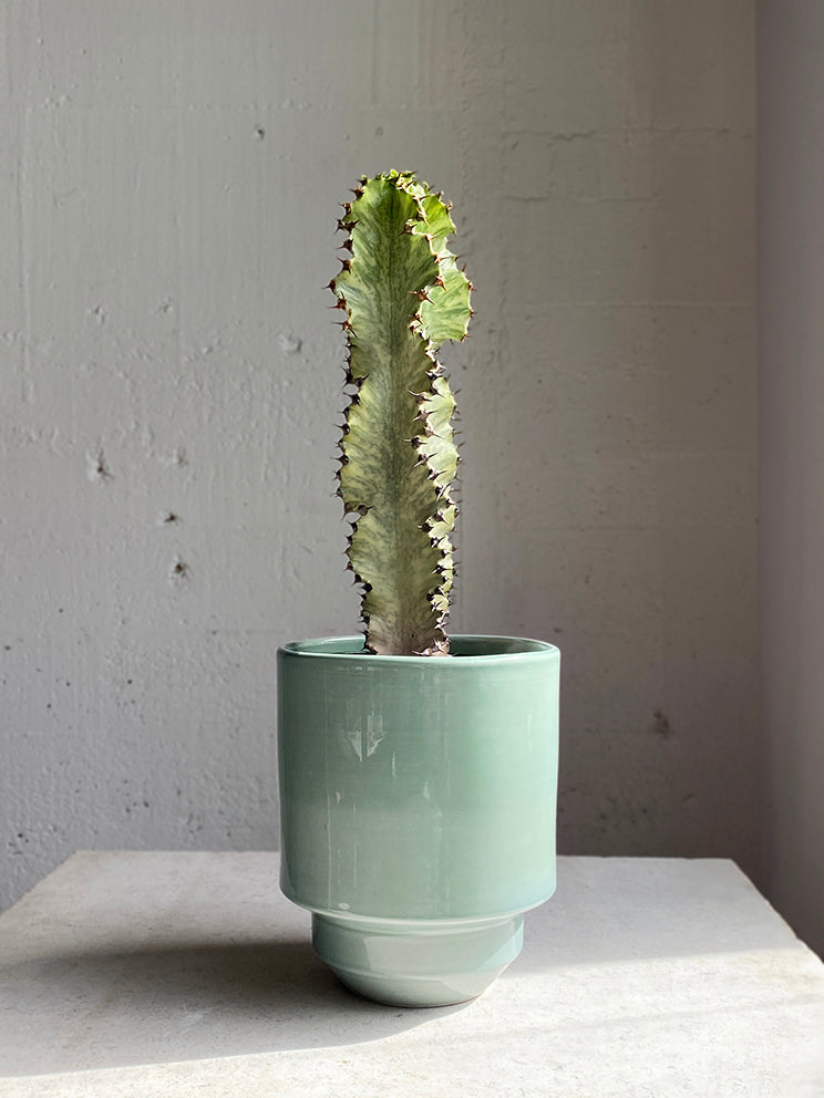 Euphorbia ammak 'variegata'