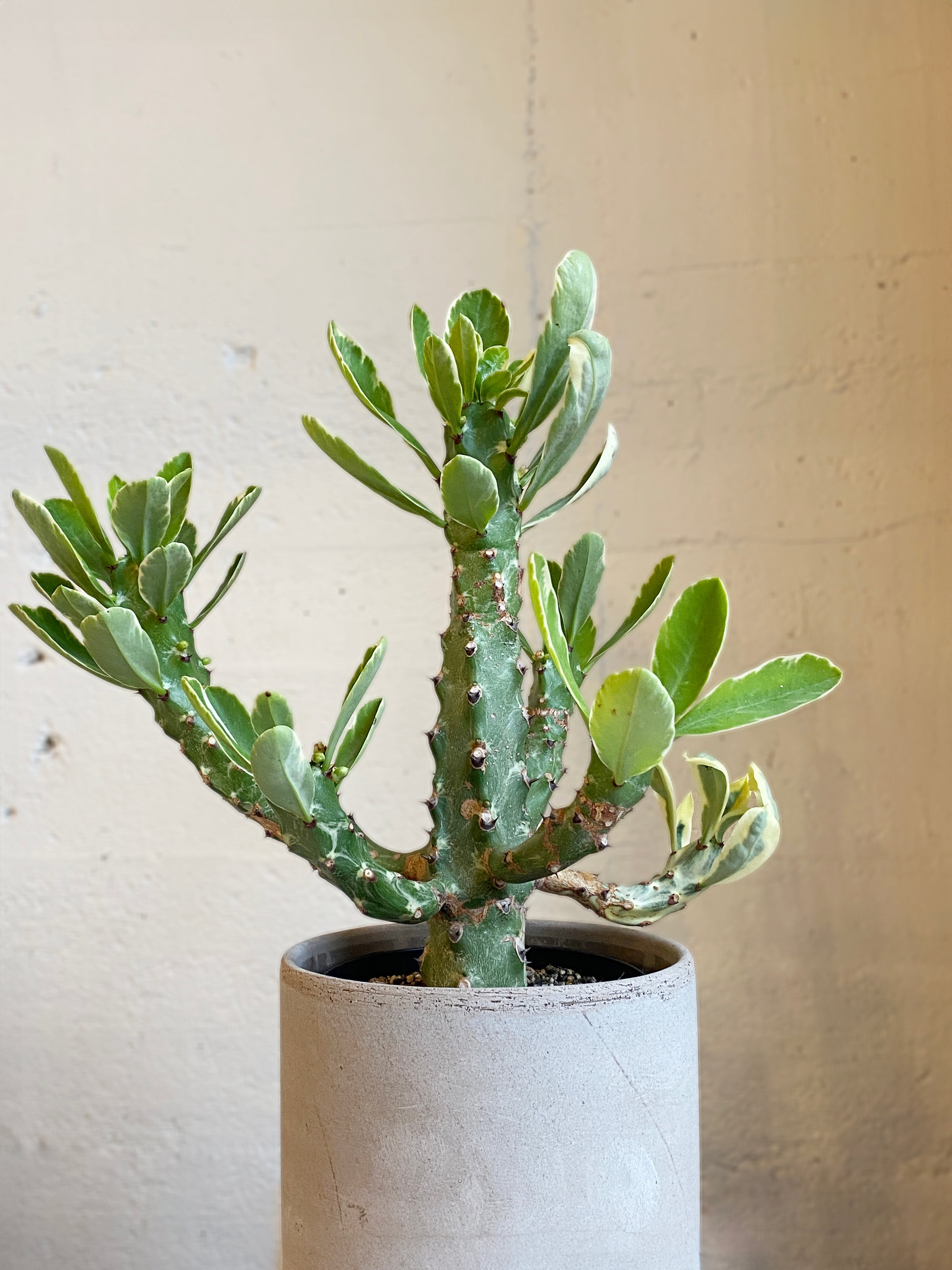 Euphorbia neriifolia variegated