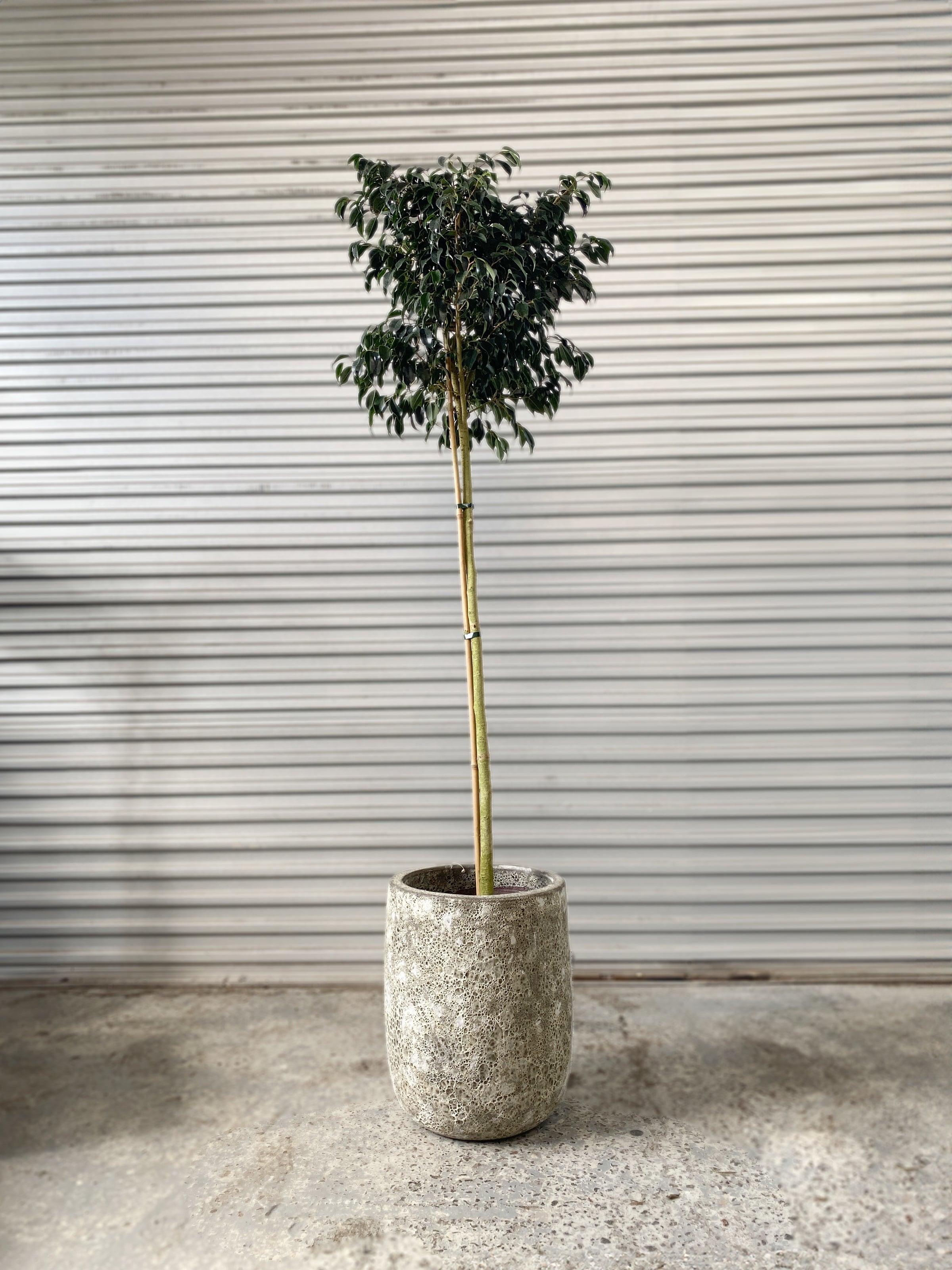 Ficus benjamina Standard