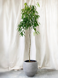 Ficus Lyrata Bambino Plant