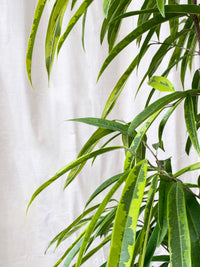 Ficus Amstel Green Gold