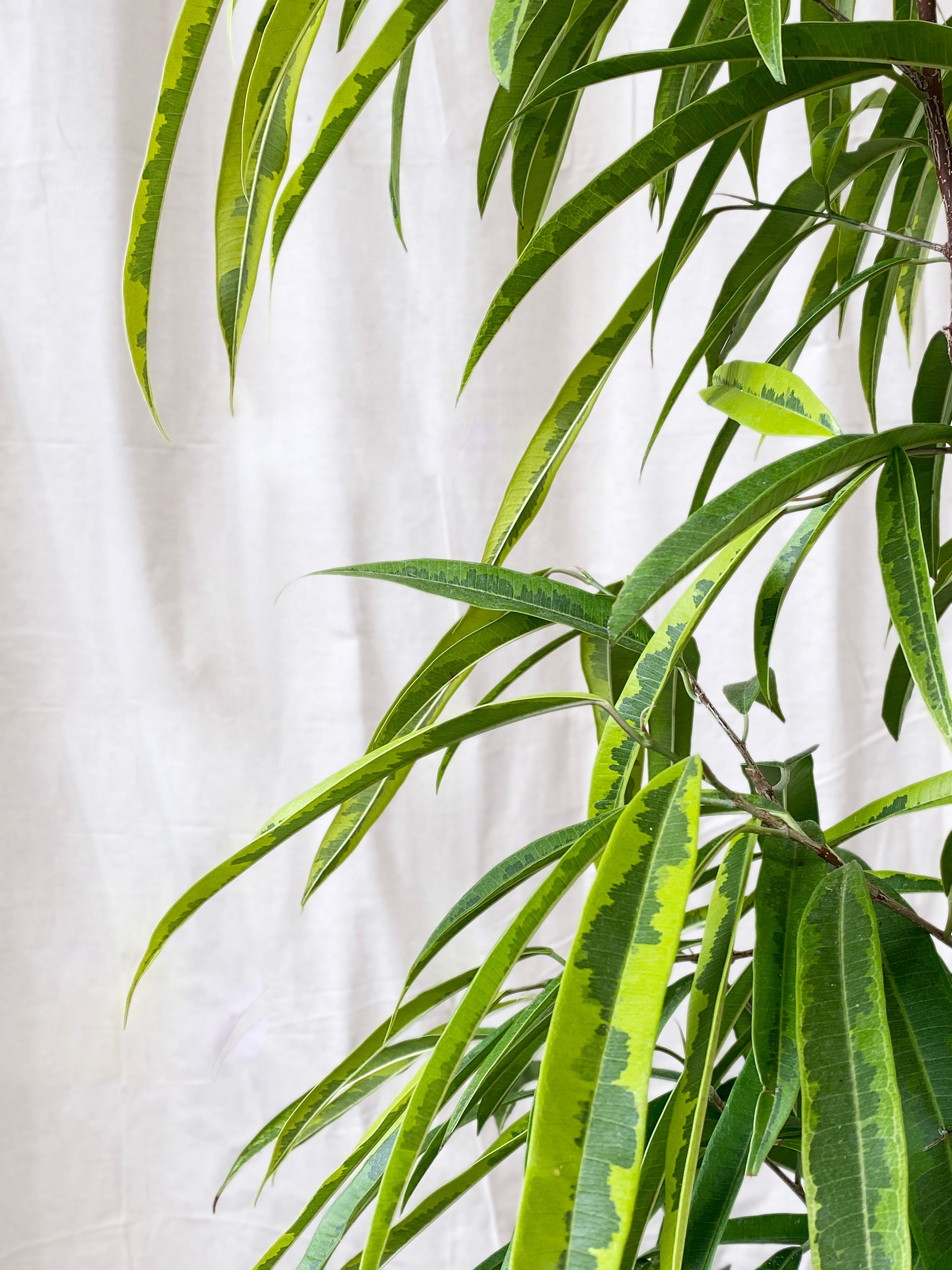 Ficus Amstel Green Gold