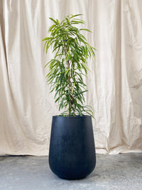 Ficus Amstel Green Gold