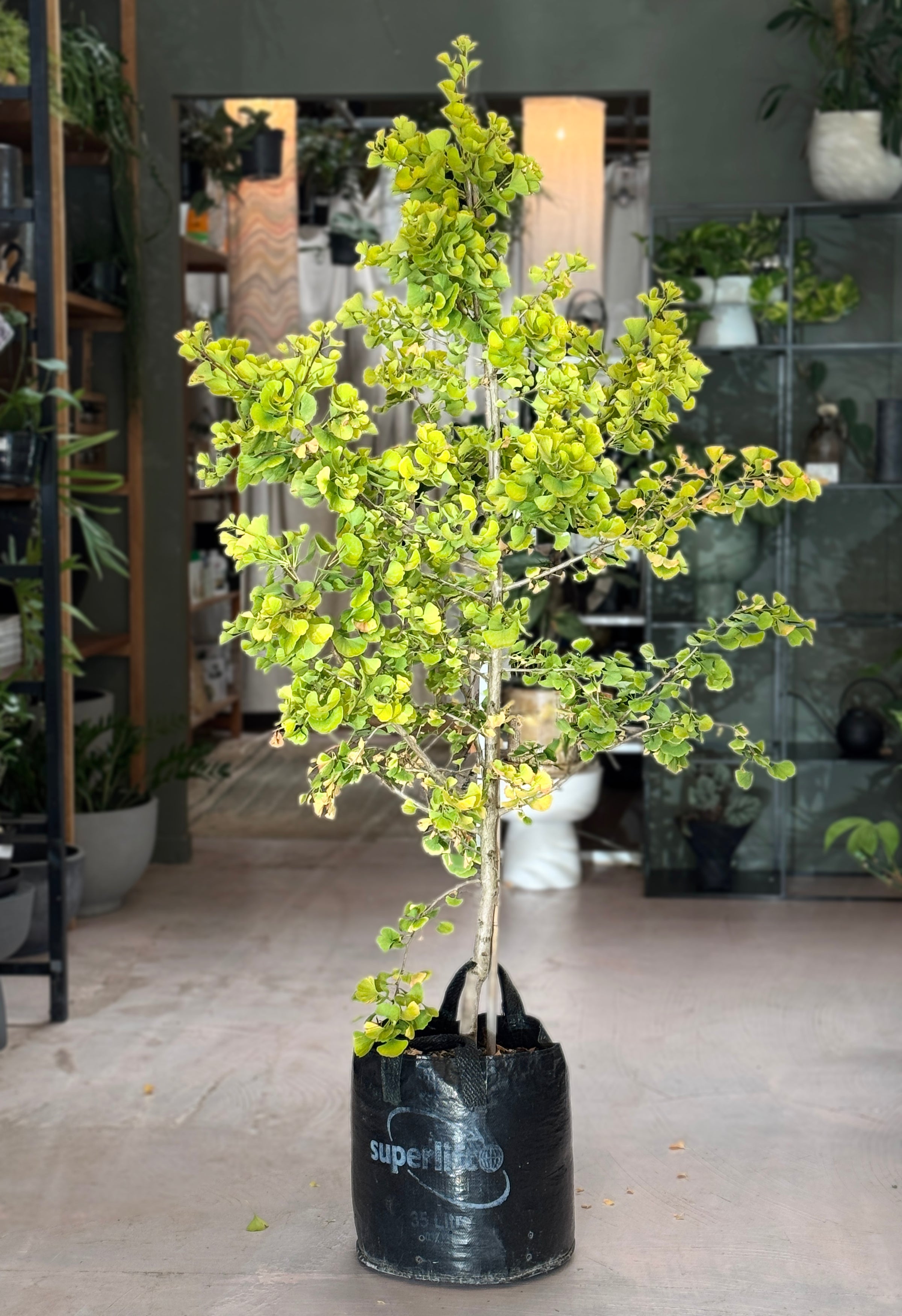 Ginkgo 'Jade butterflies'