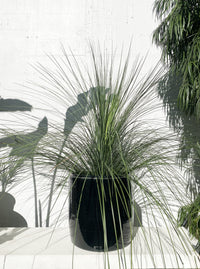 Xanthorrea Glauca - Blue Australian Grass Tree